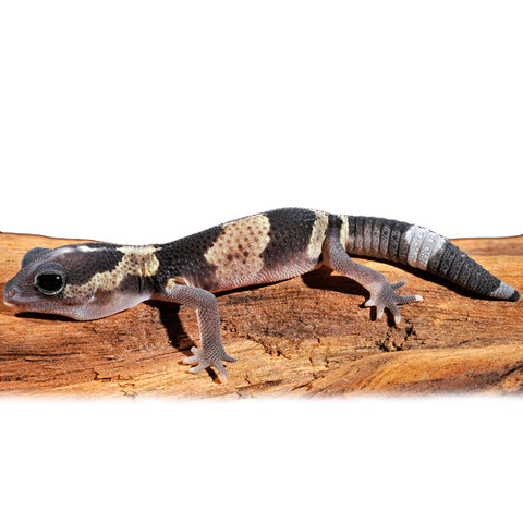 Fat Tailed Gecko Diet: Boosts Health