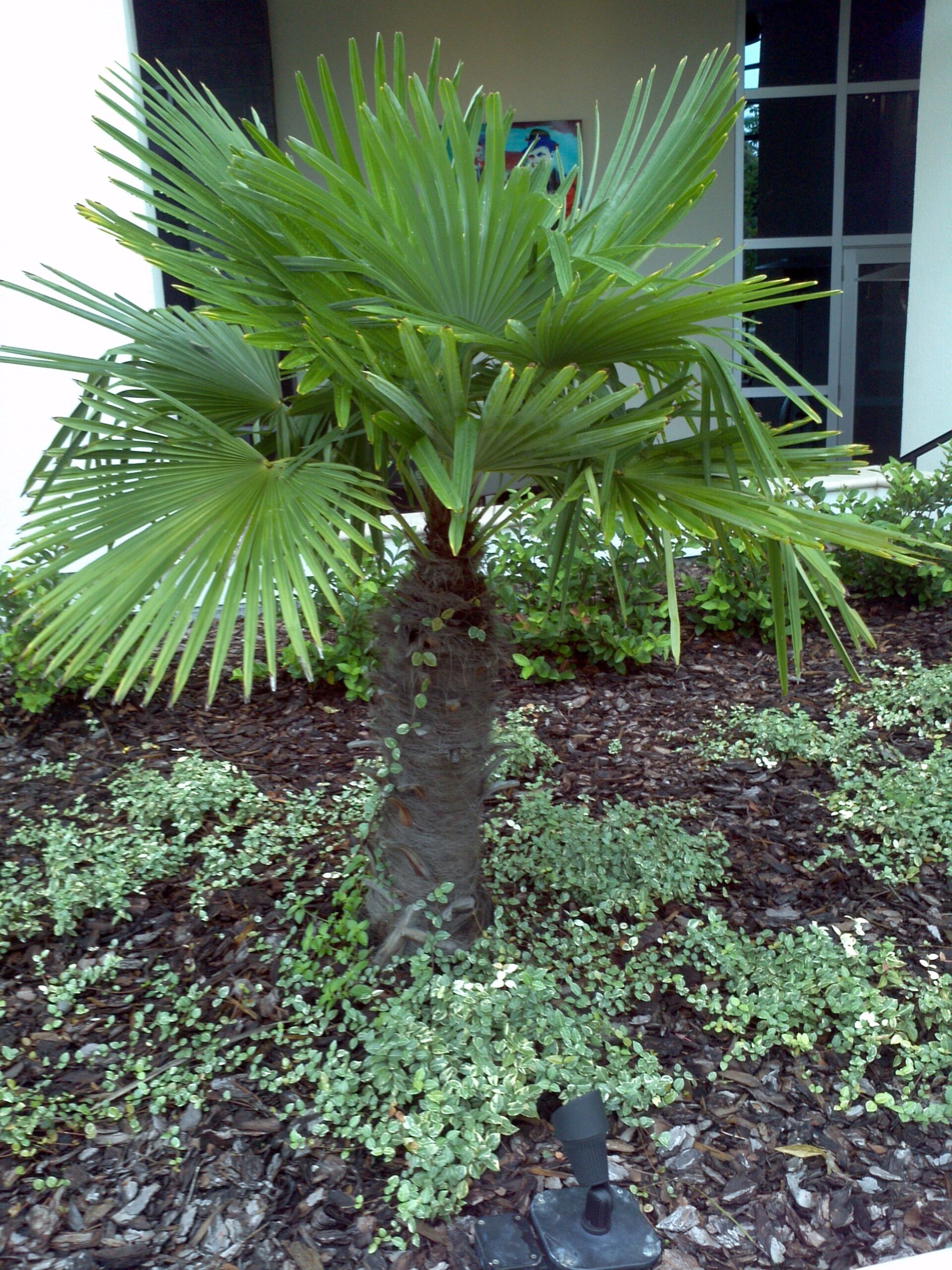 Fertilizer For Windmill Palm Trees Fertilizer For Windmill Palm Trees