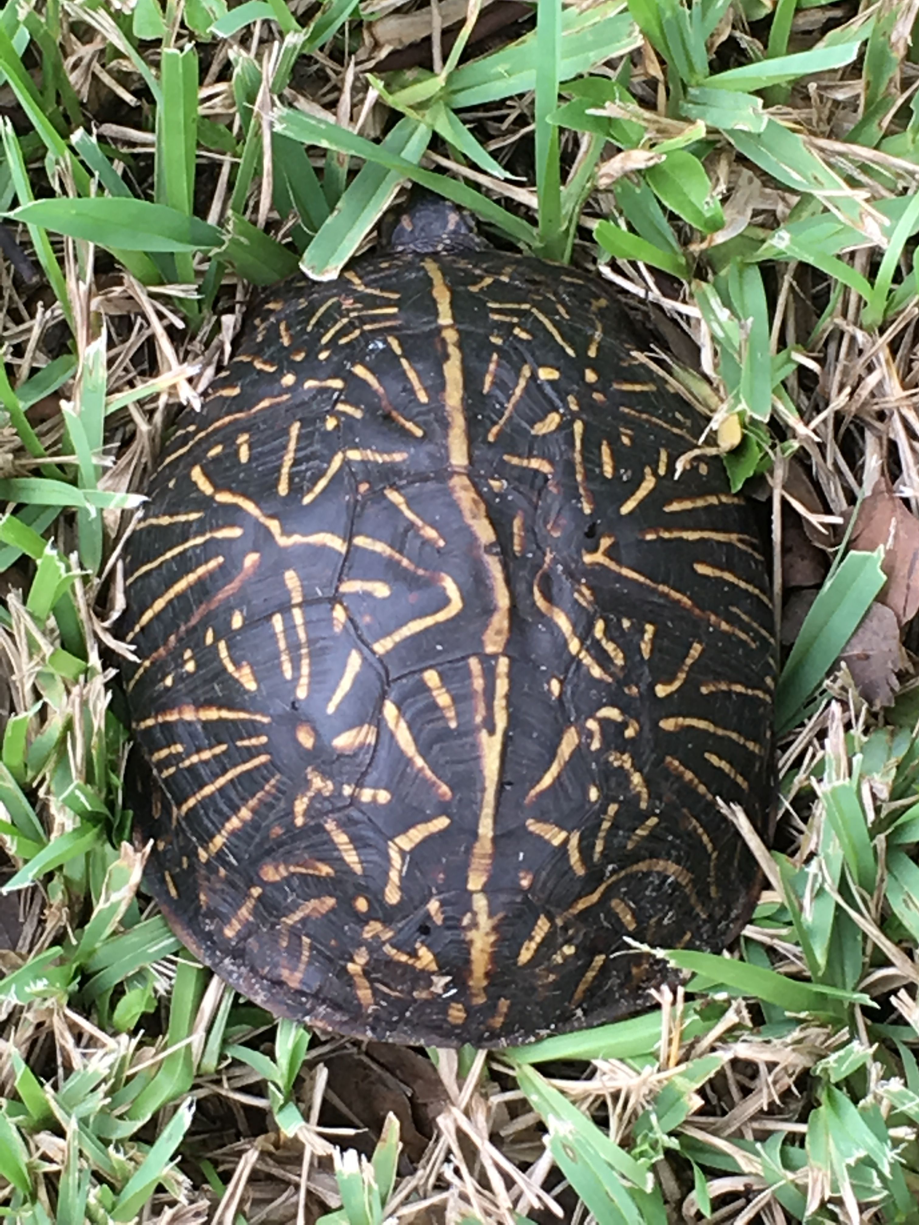 Fl Box Turtle Care Guide: Thriving Pets