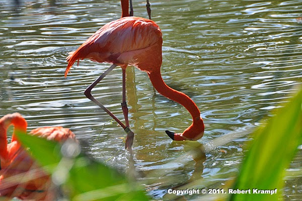 Flamingo Feeding: Learn How They Eat Upside Down Easily