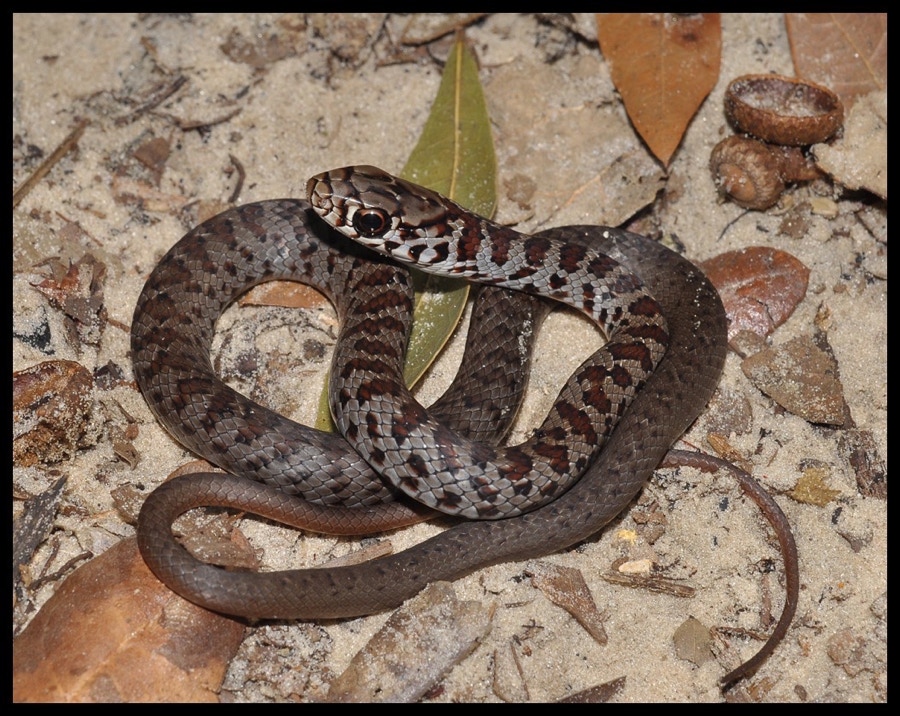 Florida Black Snakes Poisonous