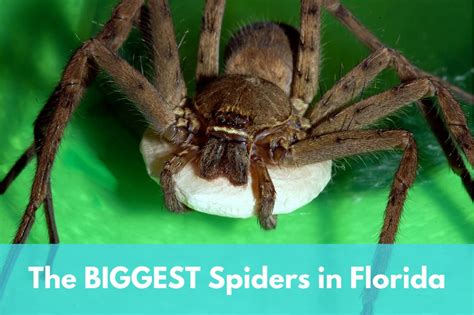Florida Large Spiders
