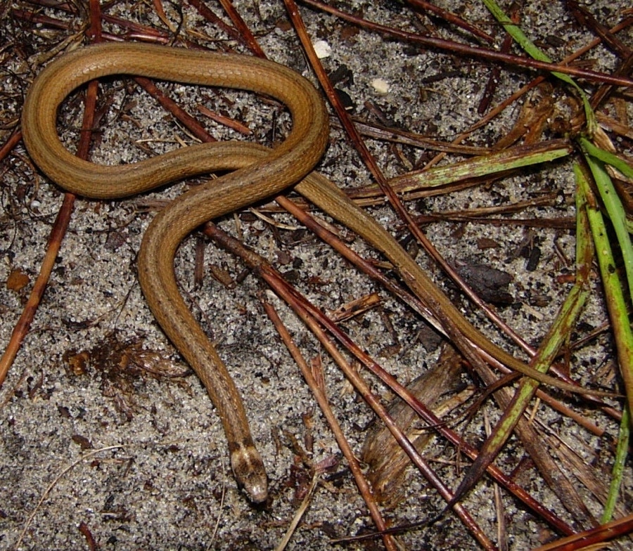 Florida Snakes Pictures