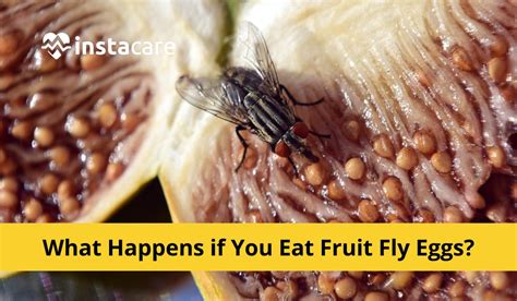 Fly Egg Prevention: Protect Your Food