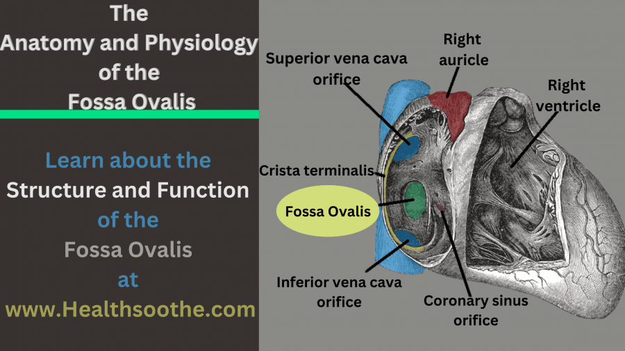 Fossa Ovalis Cadaver