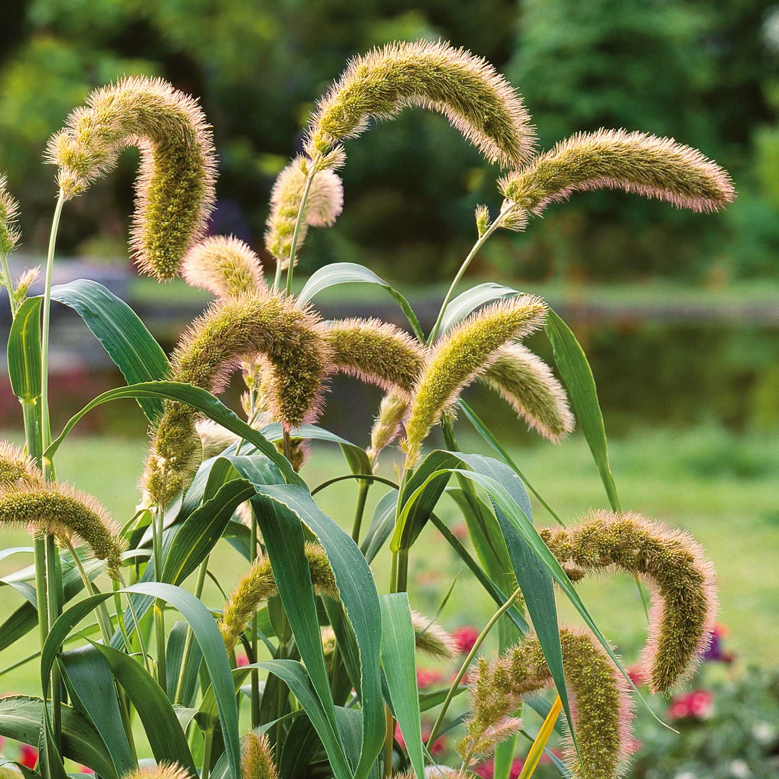Foxtail Millet Grass: Boosts Soil Health