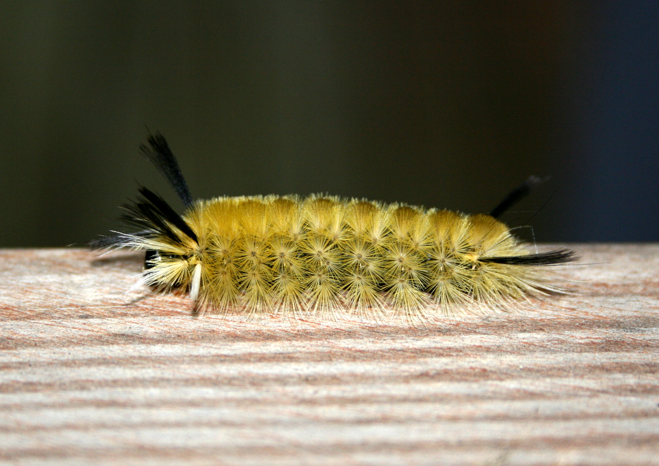 Fuzzy Caterpillar Yellow Care Tips