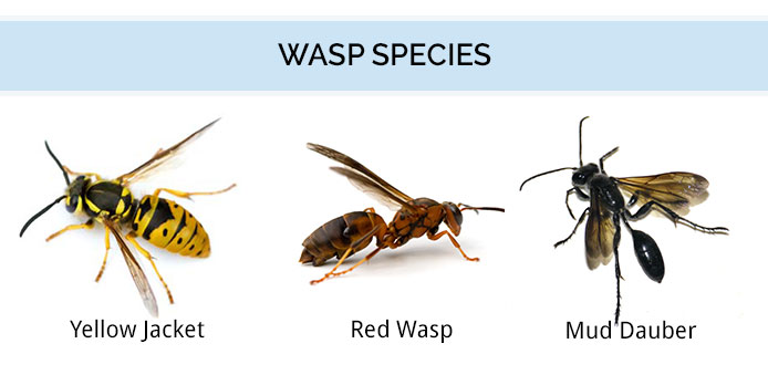 Get Rid Of Black Wasps