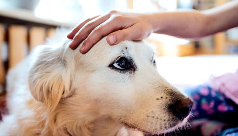 Glioma In Dogs Glioma In Dogs