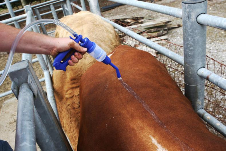 Goat Worm Treatment: Effective Solutions Found Goat Worm Treatment: Effective Solutions Found