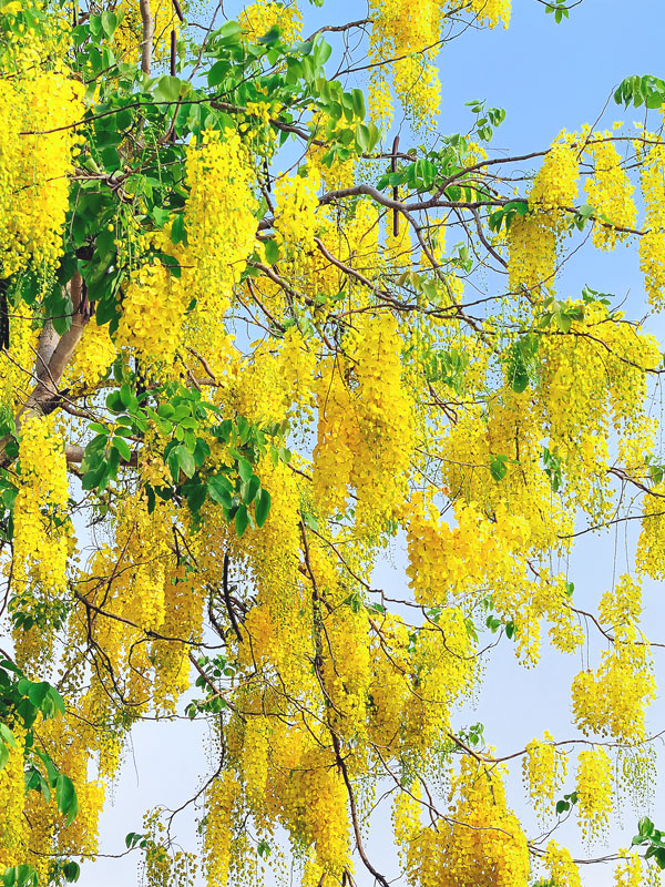 Golden Shower Tree Zone