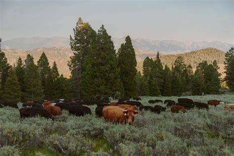 Grassfed Beef Nutrition: Alderspring Ranch Facts