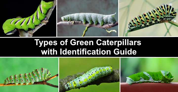 Green Caterpillars: Identification Guide