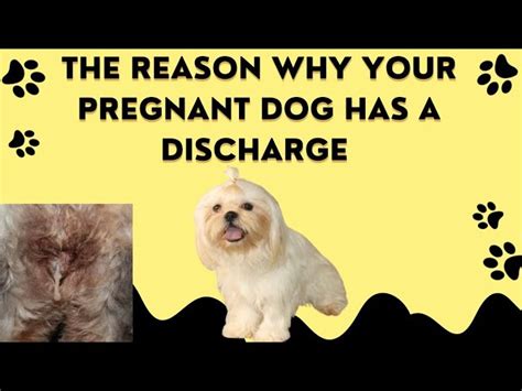 Green Discharge From Pregnant Dog
