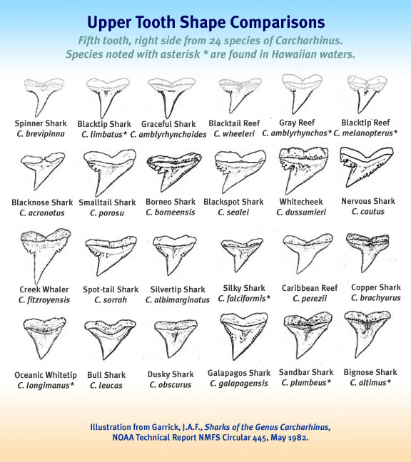 Greenland Sharks Teeth Facts