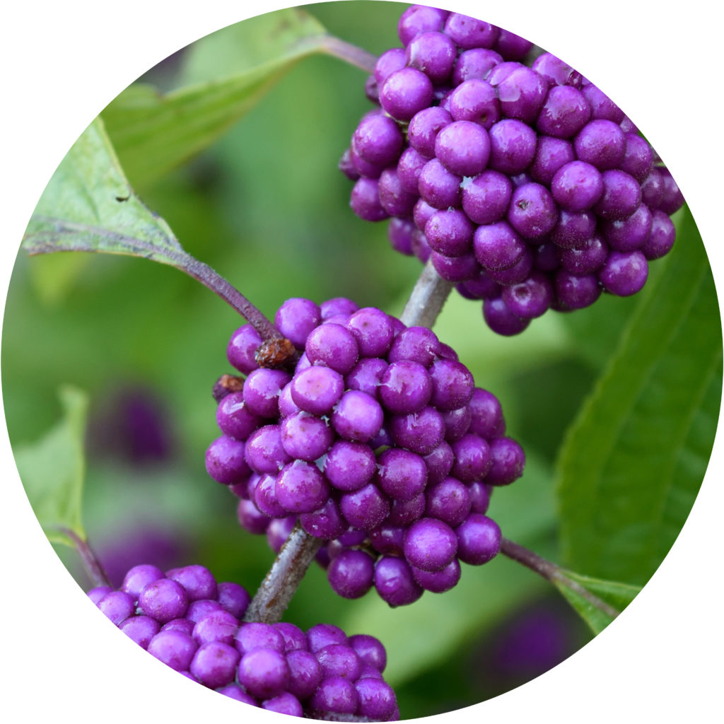 Growing Beautyberry From Seed