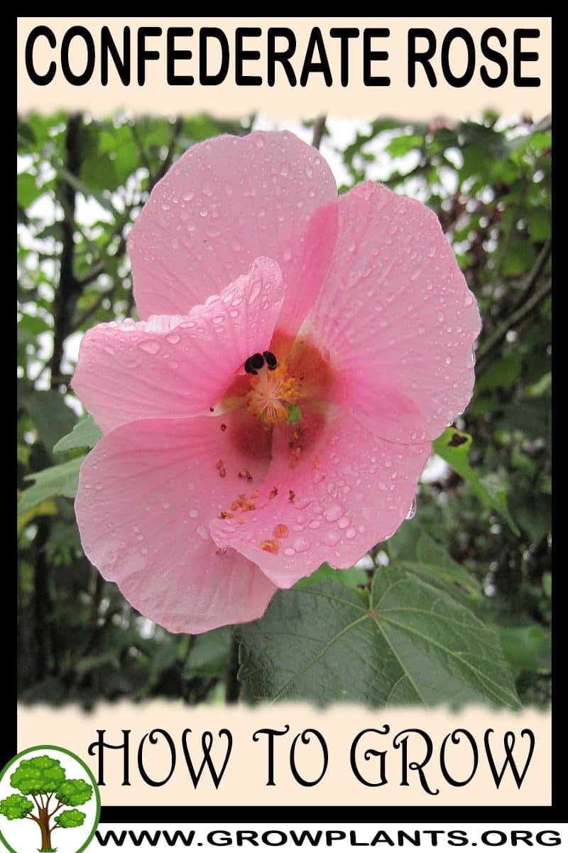 Growing Confederate Rose: Easy Care Tips