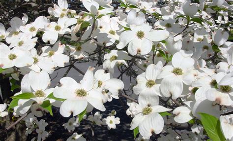 Growing Dogwoods Uga Cooperative Extension Growing Dogwoods Uga Cooperative Extension