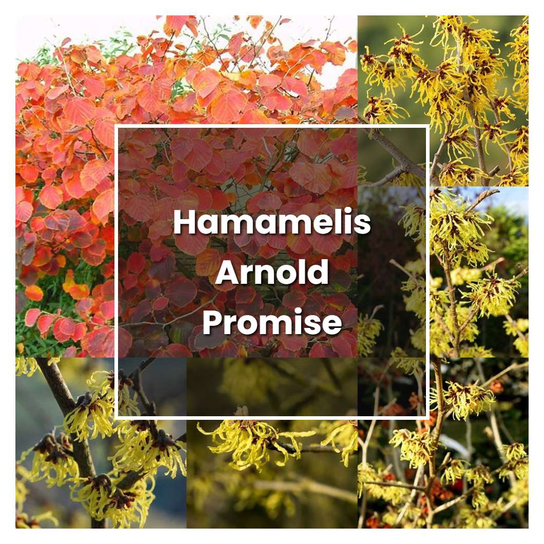 Hamamelis Jelena Care Tips Hamamelis Jelena Care Tips