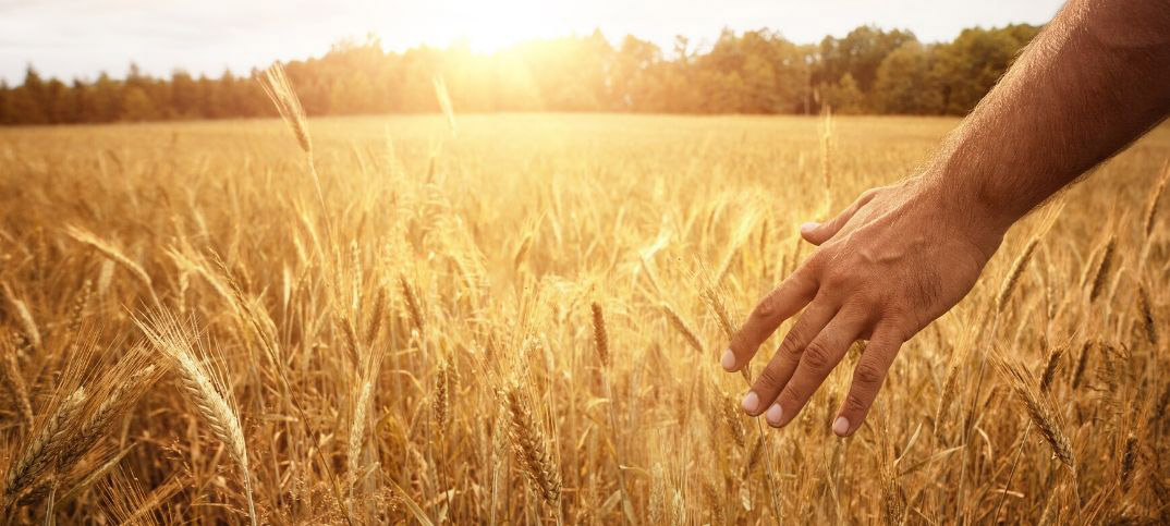 Harvest Scriptures In The Bible