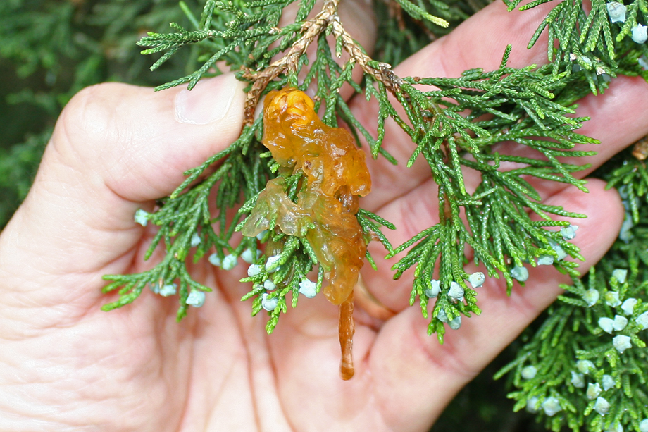 Hawthorn Tree Diseases