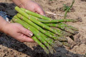 How And When To Harvest Asparagus Gardener S Path How And When To Harvest Asparagus Gardener S Path