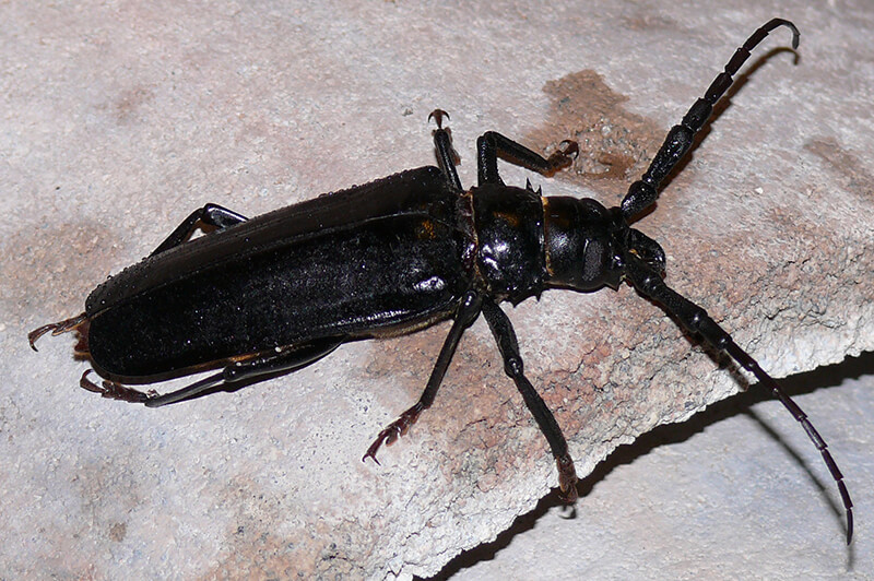 How Big Are Palo Verde Beetles? Identify Them Easily
