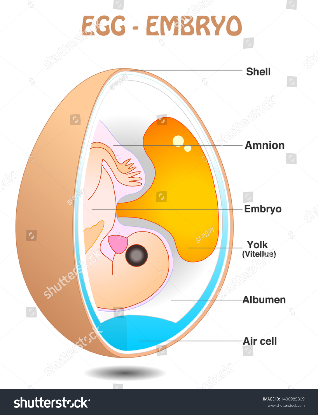 How Chicken Egg Is Fertilized