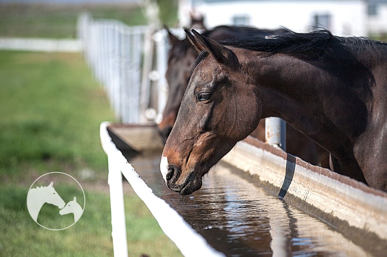 How Clean Is Horse Trough Water? Purification Tips