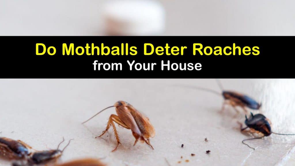 How Do Mothballs Repel Snakes? Effective Deterrent Tips