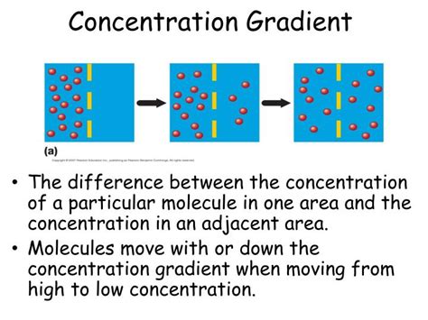 How Does Concentration Gradient Work?