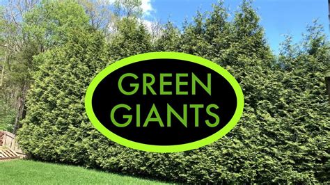 How Far Apart Green Giant Arborvitae For Perfect Hedge?