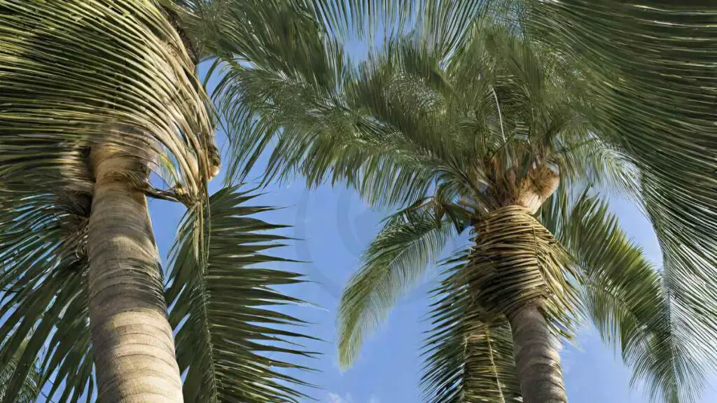 How Fast Do Christmas Tree Palms Grow? Care Secrets How Fast Do Christmas Tree Palms Grow? Care Secrets