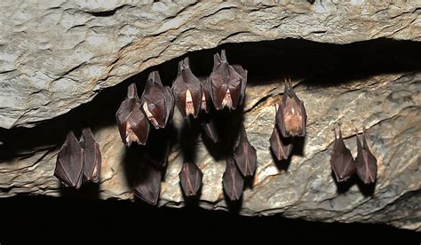 How Long Do Bats Hibernate How Long Do Bats Hibernate