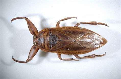 How Long Do Water Bugs Live