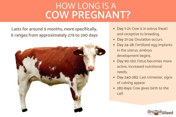 How Long Does A Cow S Pregnancy Last A Complete Guide To Cow Pregnancy How Long Does A Cow S Pregnancy Last A Complete Guide To Cow Pregnancy