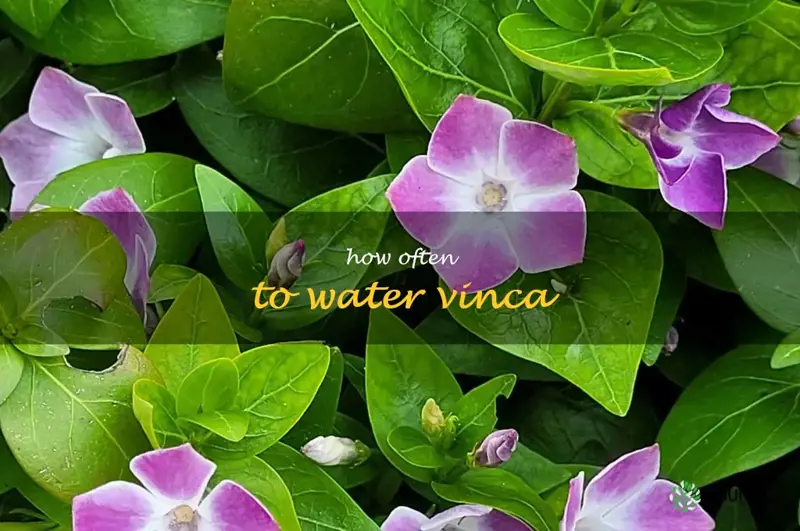 How Often To Water Vinca