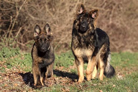 How Rare Is Ddr German Shepherd? Genetics Explained