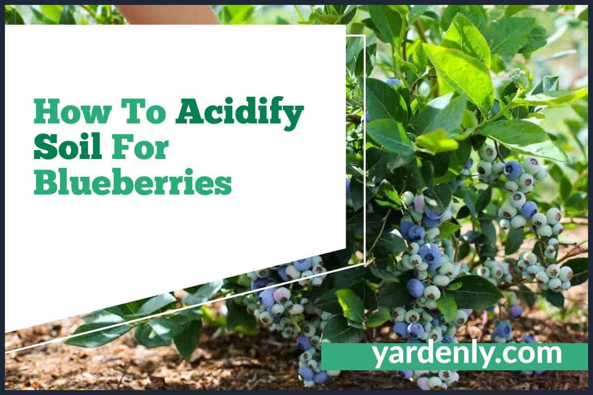 How To Acidify Soil For Blueberries? Easy Fix