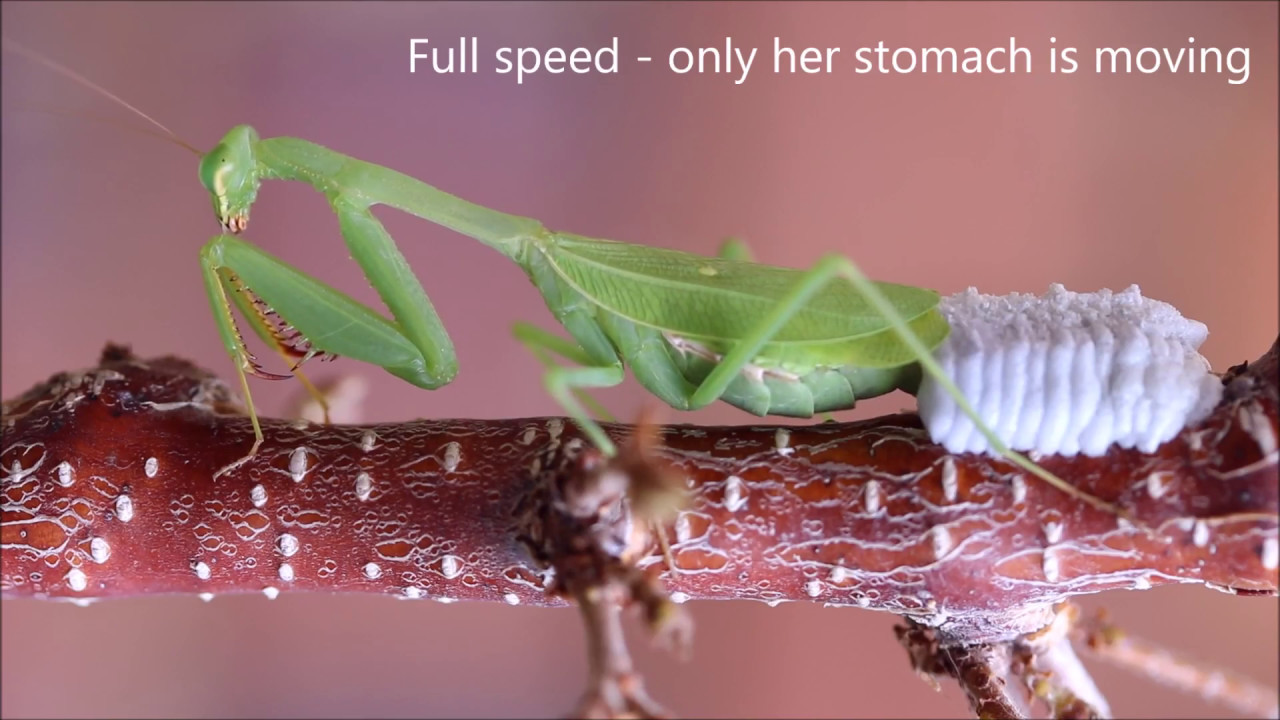 How To Care For Praying Mantis Eggs? Hatching Tips