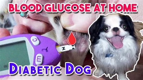 How To Check Dog Glucose Levels At Home Easily How To Check Dog Glucose Levels At Home Easily