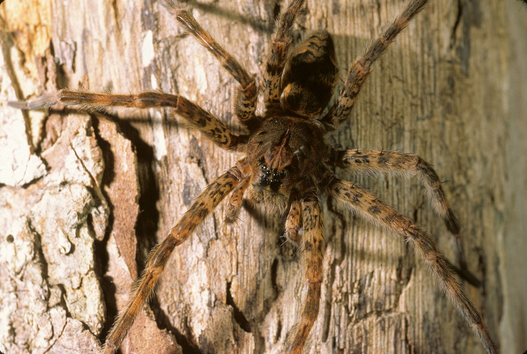 How To Get Rid Of Big Black Spiders In Pa?