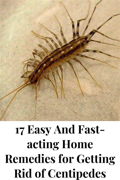 How To Get Rid Of House Centipedes? Easy Remedies
