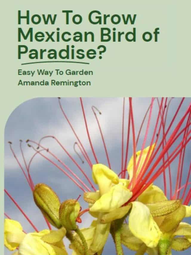 How To Grow Mexican Birds Of Paradise Tree? Easy Guide