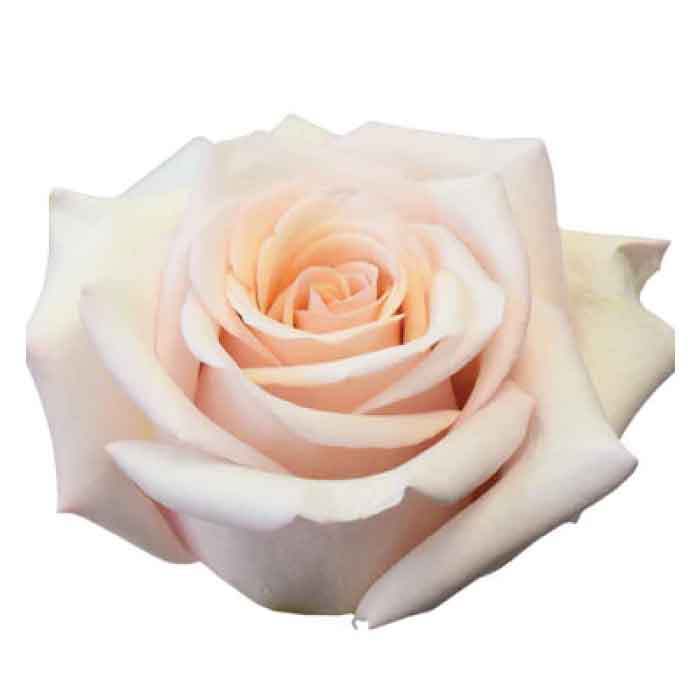 How To Grow Mother Of Pearl Rose? Easy Guide