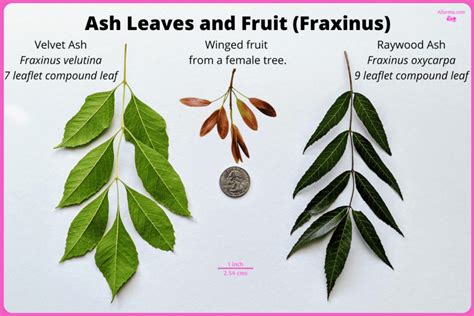 How To Identify Ash Tree Leaves? A Quick Guide