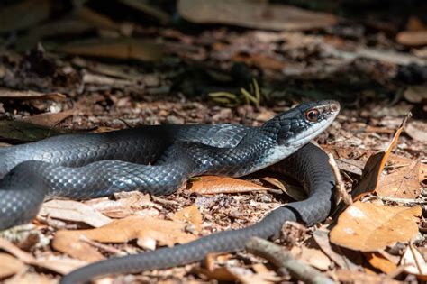 How To Identify Black Snakes In Orlando? Know The Risks