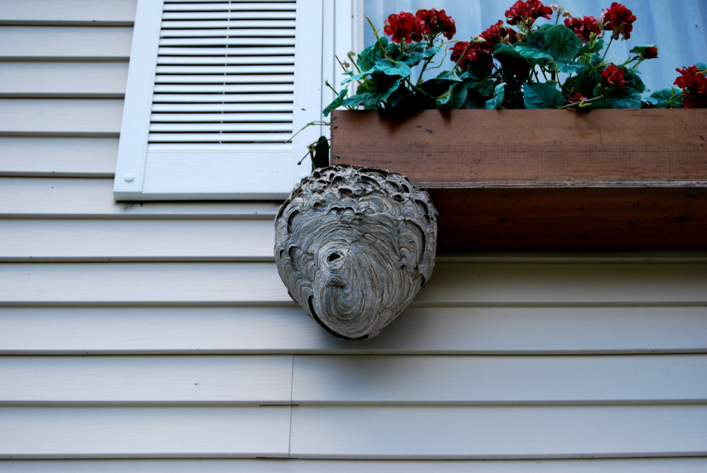 How To Identify Black Wasp Nest At Home? Safe Elimination