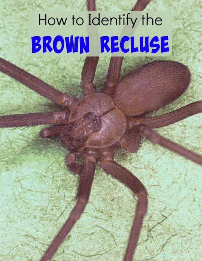 How To Identify Brown Recluse In Colorado? Spotting Guide How To Identify Brown Recluse In Colorado? Spotting Guide