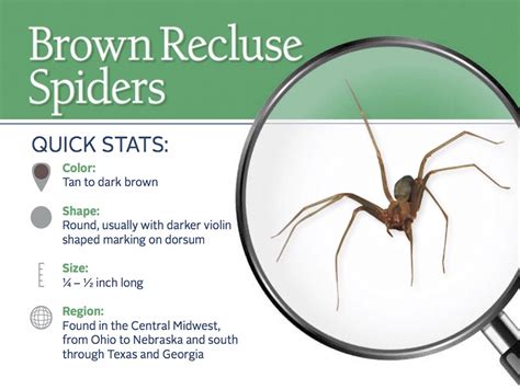 How To Identify Brown Recluse Spider Nests? Safety Tips